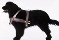 Tracking/Pulling Leather Dog Harness For Newfoundland