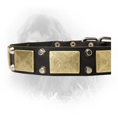 Leather Collar for Fashionable Dogs