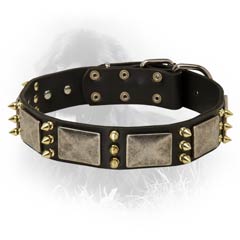 Fashionable Leather Collar for Newfoundlands