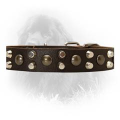 Newfoundland Fantastic Leather Collar with Studs and Pyramids