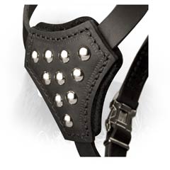 Nickel Plated Studs on Leather Newfoundland Harness