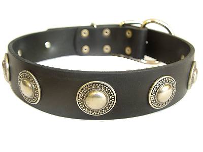 Leather Dog Collar with silver conchos for Newfoundland dog