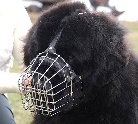Newfoundland Wire Basket dog muzzle 