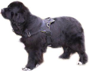 Be In Control And Give Your Dog Comfort With Our All Weather Dog Harness