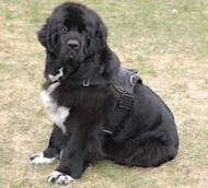 Newfoundland dog Harness,walking dog harness,nylon dog harness with nadle Newfoundland dog Harnesses,walking dog harnesses,nylon dog harnesses with nadle
