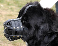 Everyday Light Weight Ventilation Newfoundland muzzle Everyday Light Weight Ventilation Newfoundland muzzle