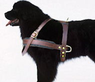 Tracking/Pulling Leather Dog Harness For Newfoundland