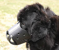 Everyday Newfoundland Leather dog muzzle Everyday Newfoundland Leather dog muzzle