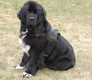 Nylon multi-purpose dog harness for tracking / pulling Nylon multi-purpose dog harness for tracking / pulling