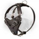 Easily Adjustable Comfy Leather Newfoundland Harness