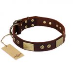"Shining Armour" FDT Artisan Brown Leather Newfoundland Collar with Decorations