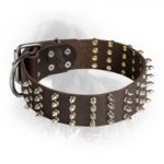 2 Inch Leather Newfoundland Collar with 4 Rows of Spikes