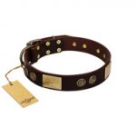 "Bow-Wow Effect" FDT Artisan Brown Leather Newfoundland Collar with Plates and Ornate Studs