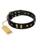 "Fit for Royalty" FDT Artisan Black Leather Newfoundland Collar with Plates and Small Square Studs