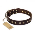 "Bronze Sheen" FDT Artisan Leather Newfoundland Collar with Brass-Plated Studs