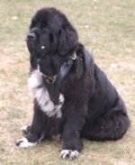 Newfoundland harness best sale