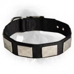 Newfoundland Nylon Collar Massive Nickel Plated Plates