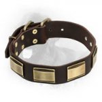 Leather Newfoundland Collar with Massive Brass Plates