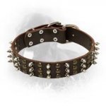 Leather Newfoundland Collar with Spikes and Studs