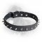 Newfoundland Leather Collar Spiked 30 mm