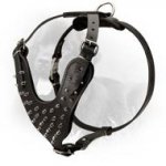 Stylish Leather Newfoundland Harness with Nickel Plated Spikes