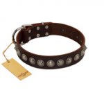 "Gothic Style" FDT Artisan Fancy Brown Leather Newfoundland Collar with Silver-Like Decorations