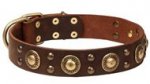 Leather Newfoundland Collar with Shining Brass Decorations