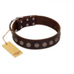 "Starry-Eyed" Best Quality FDT Artisan Brown Designer Leather Newfoundland Collar with Small Plates