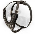 Walking Leather Newfoundland Harness with Nickel Plated Cones