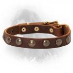 Newfoundland Leather Collar Brass Half-Ball Studs