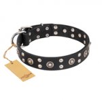 "Refined Essence" FDT Artisan Black Leather Newfoundland Collar with Silvery Studs