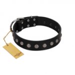 "Silver Flower" Exclusive FDT Artisan Black Leather Newfoundland Collar with Silver-Like Studs