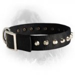Newfoundland Nylon Collar with Nickel Plated Cones