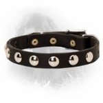 Newfoundland Leather Collar Decorated with Half-Ball Studs