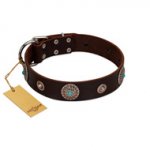 "Magic Stones" FDT Artisan Brown Leather Newfoundland Collar with Chrome Plated Brooches and Studs