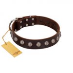 "Lucky Silver" Designer Handmade FDT Artisan Brown Leather Newfoundland Collar