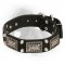 Leather Newfoundland Collar with Vintage Plates and Studs