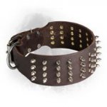 Extra Wide Leather Newfoundland Collar with Nickel Plated Spikes