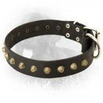 Newfoundland Leather Collar with Brass Pyramids