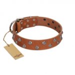 "Waltz of the Flowers" Handmade FDT Artisan Tan Leather Newfoundland Collar with Chrome-plated Engraved Studs
