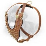 Leather Newfoundland Harness Decorated with Brass Spikes