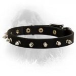 Newfoundland Leather Collar Spiked 3/4 Inch