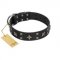 "Star Excitement" Modern FDT Artisan Black Leather Newfoundland Collar with Studs and Stars