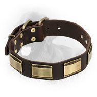 Leather Newfoundland Collar with Massive Brass Plates