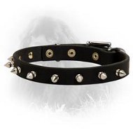 Newfoundland Leather Collar Spiked 3/4 Inch