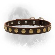 Newfoundland Leather Collar Brass Circles