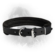 Padded Leather Collar 25 mm for Newfoundlands
