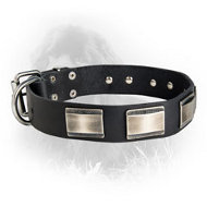 Leather Newfoundland Collar with Massive Nickel Plated Plates