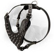 Stylish Leather Newfoundland Harness with Nickel Plated Spikes