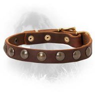 Newfoundland Leather Collar Brass Half-Ball Studs